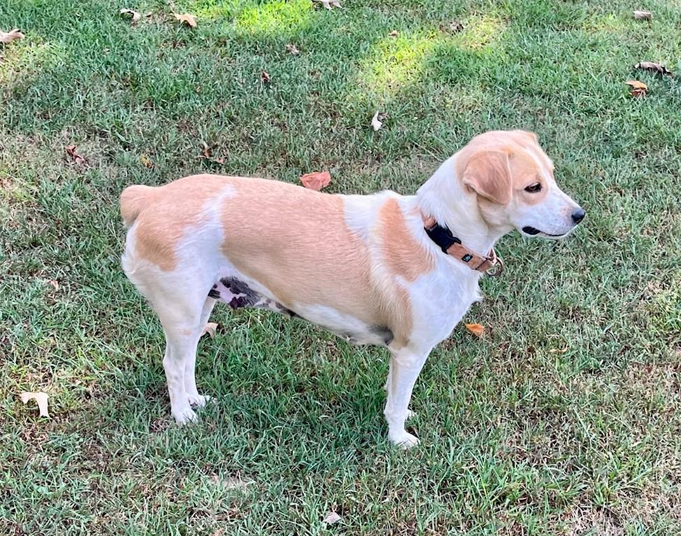 Enlarge Strawberry, a Adoptable mixed breed in Joppa, AL image 2/4