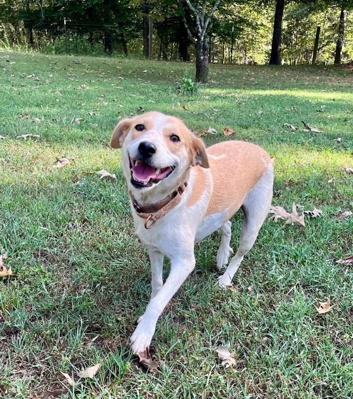 Enlarge Strawberry, a Adoptable mixed breed in Joppa, AL image 1/4