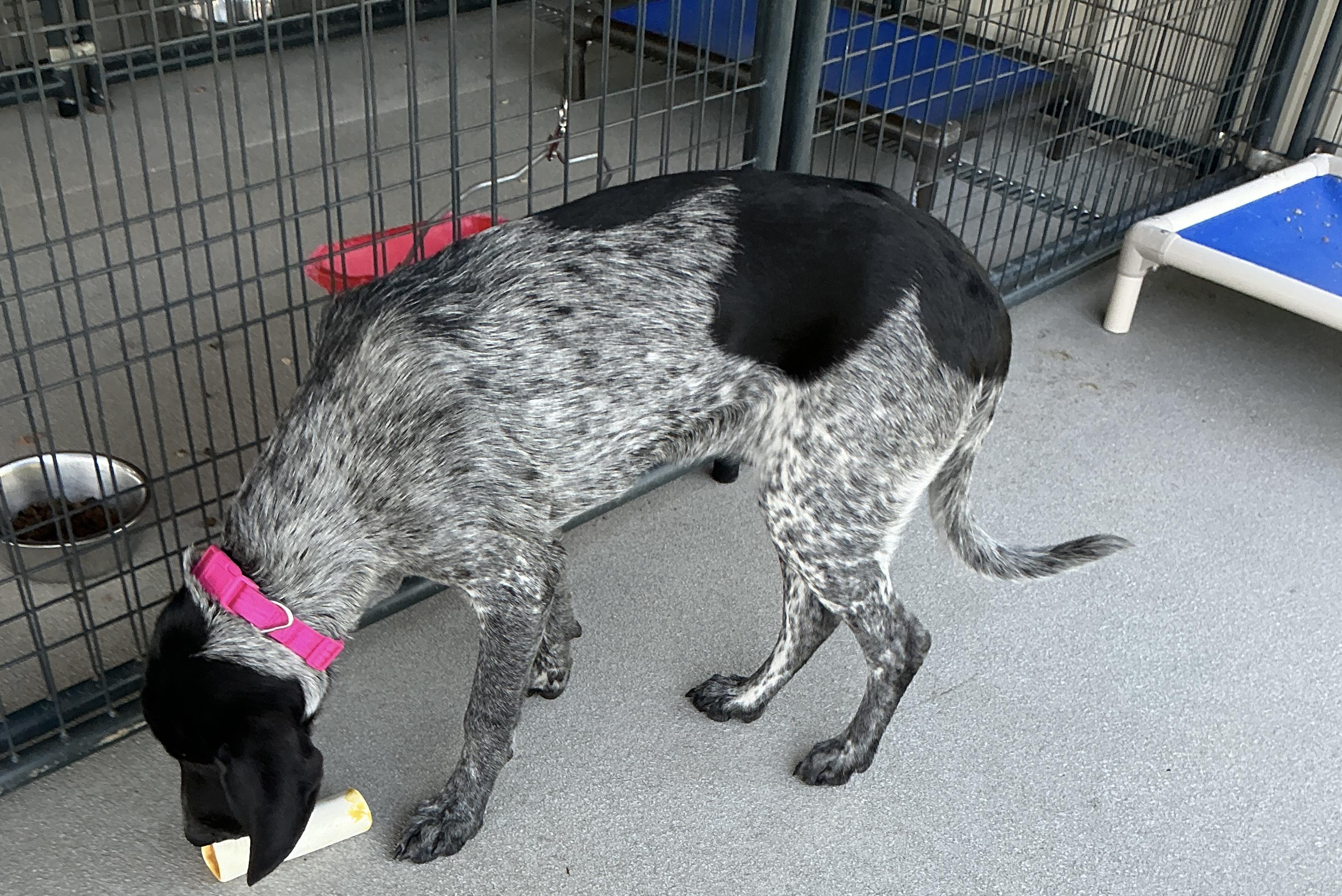 Enlarge Tina, an adopted mixed breed in thomson, GA image 1/3