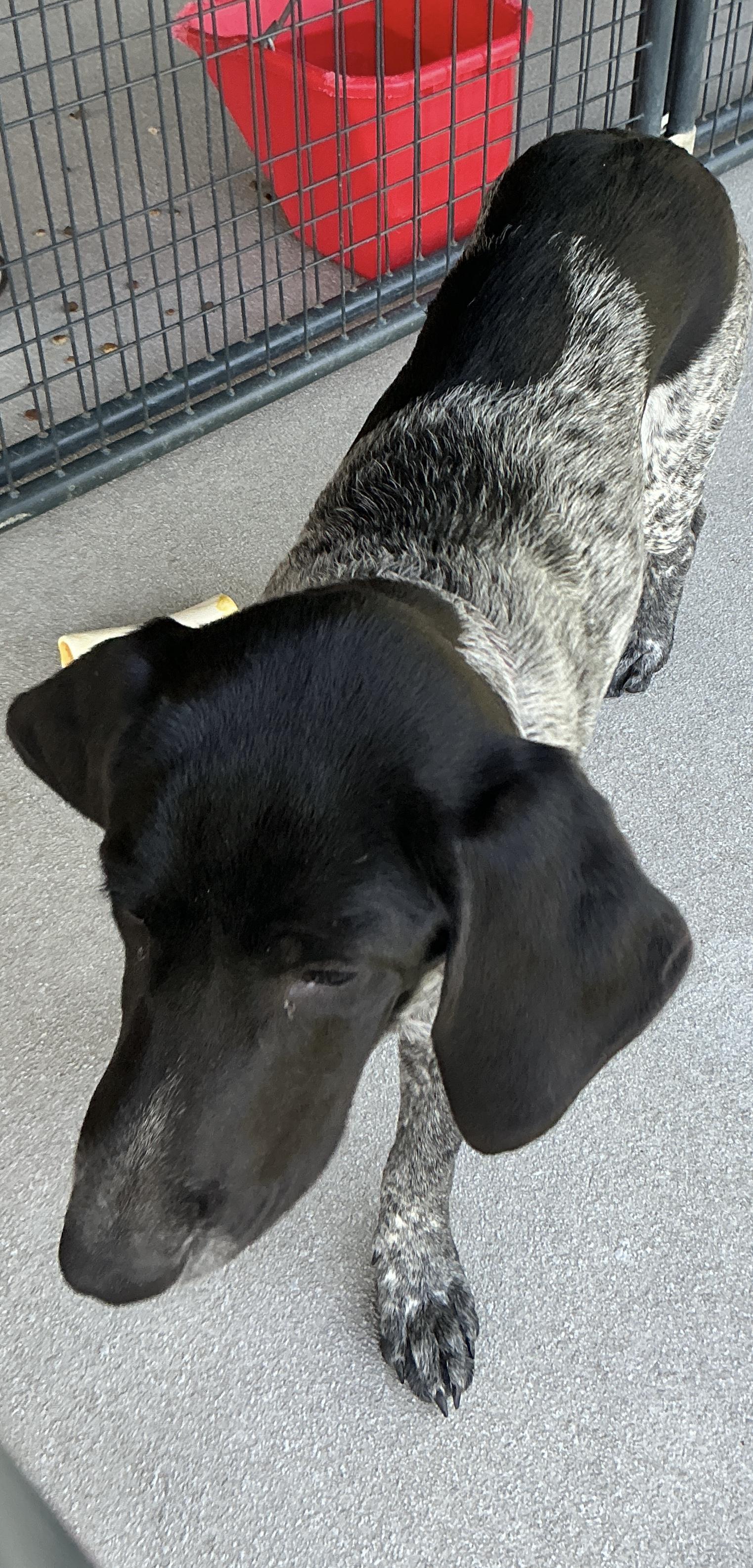 Enlarge Tina, an adopted mixed breed in thomson, GA image 3/3