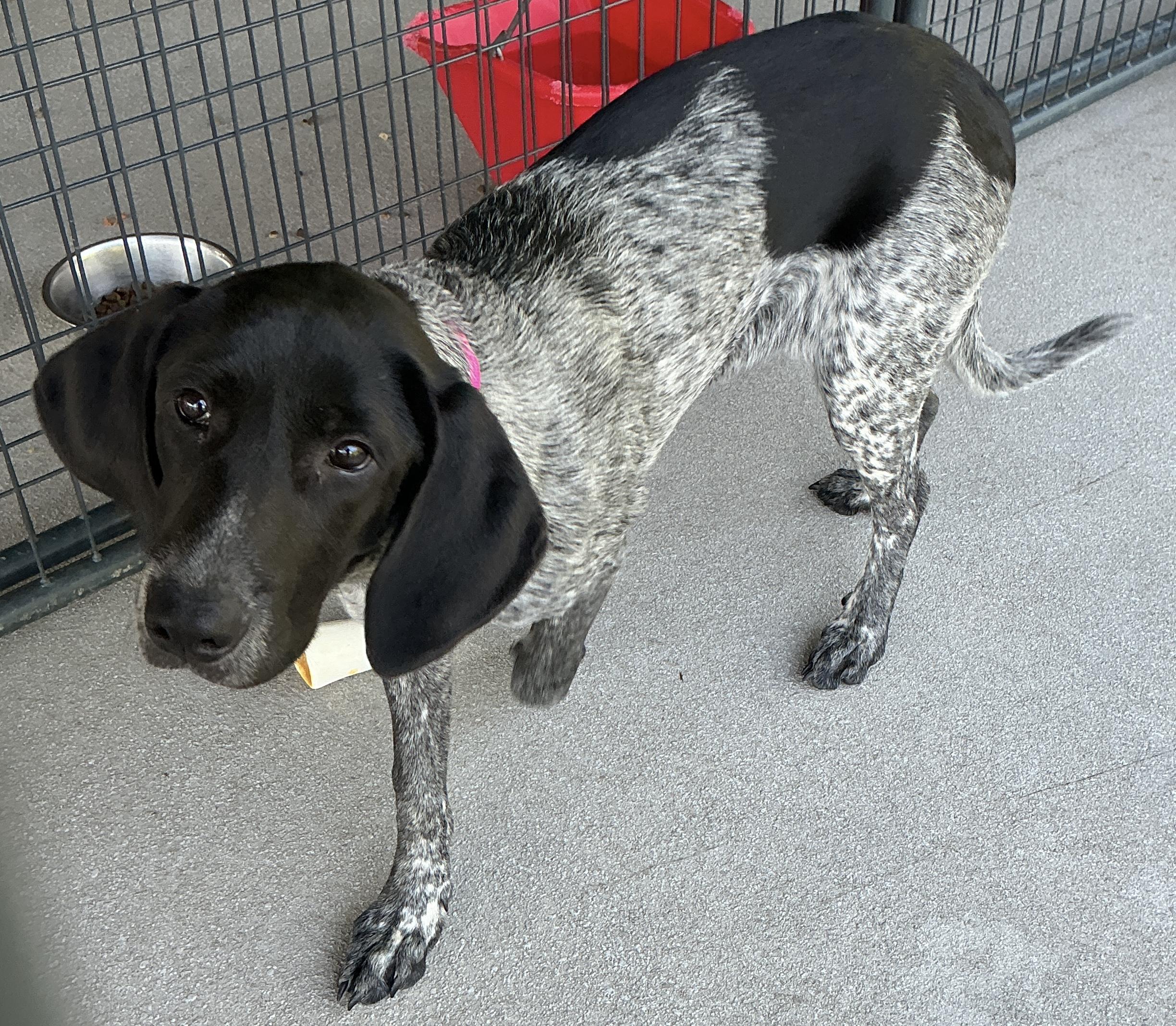 Enlarge Tina, an adopted mixed breed in thomson, GA image 2/3
