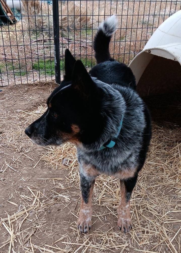 Dieck, Adoptable, Senior Male Australian Cattle Dog / Blue Heeler.