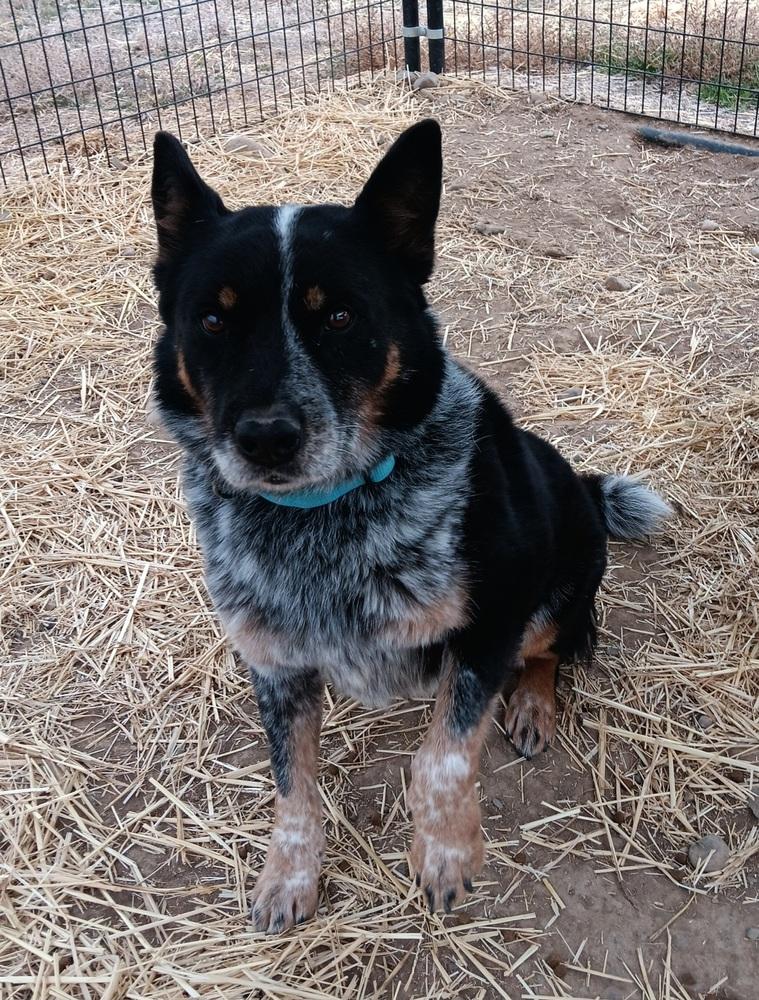 Enlarge Dieck, a Adoptable Australian Cattle Dog / Blue Heeler in Challis, ID image 2/6
