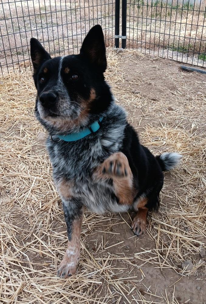 Enlarge Dieck, a Adoptable Australian Cattle Dog / Blue Heeler in Challis, ID image 3/6