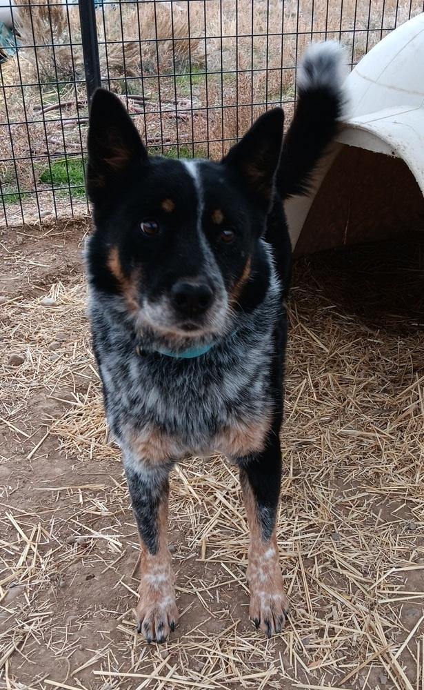 Enlarge Dieck, a Adoptable Australian Cattle Dog / Blue Heeler in Challis, ID image 4/6