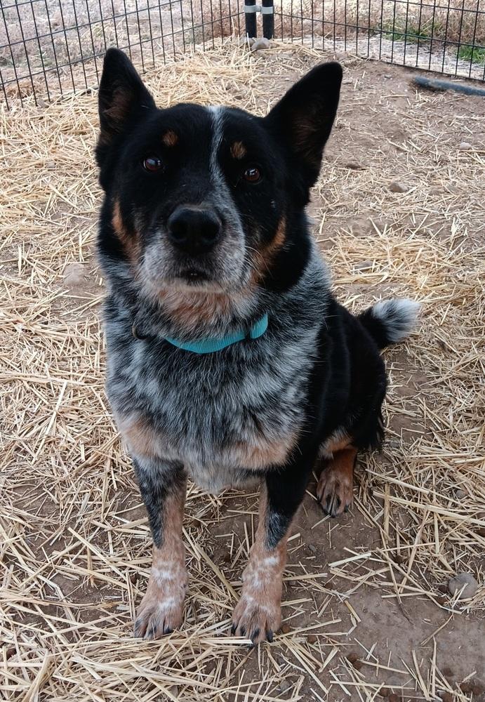 Enlarge Dieck, a Adoptable Australian Cattle Dog / Blue Heeler in Challis, ID image 5/6