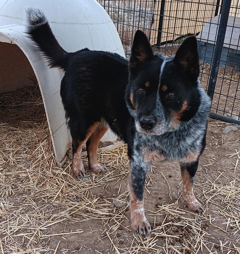 Enlarge Dieck, a Adoptable Australian Cattle Dog / Blue Heeler in Challis, ID image 6/6