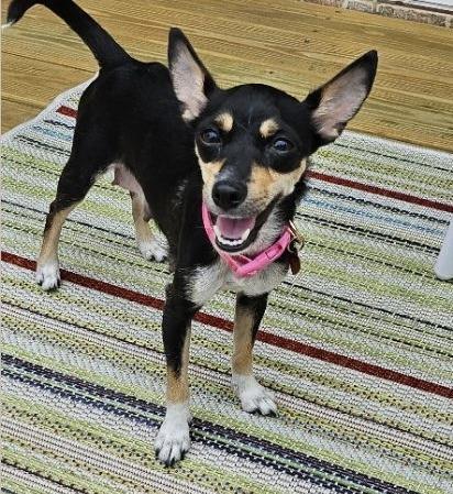 Star Miniature Pinscher Dog