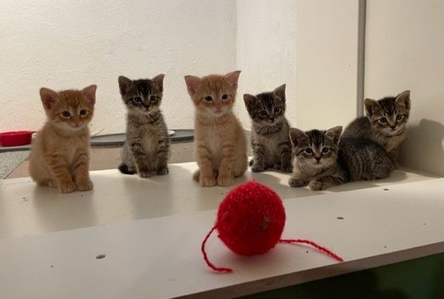 Enlarge Shay (LE), a Adoptable Domestic Short Hair in Little Falls, NJ image 8/8