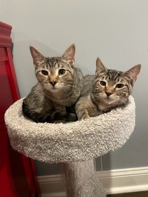 Shay (LE), Adoptable, Adult Female Domestic Short Hair.