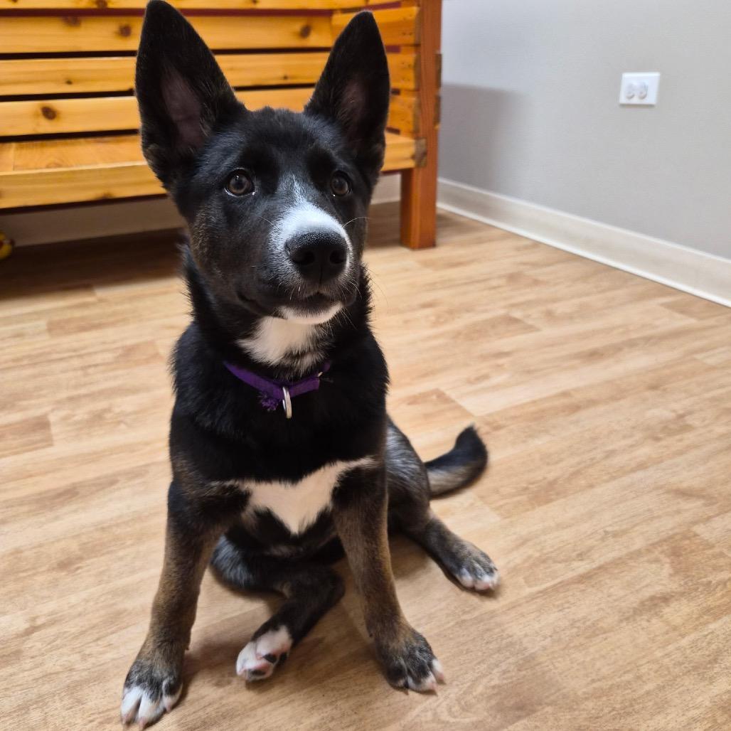 Love Bug, a Adoptable mixed breed in Woodstock, IL image 1/3