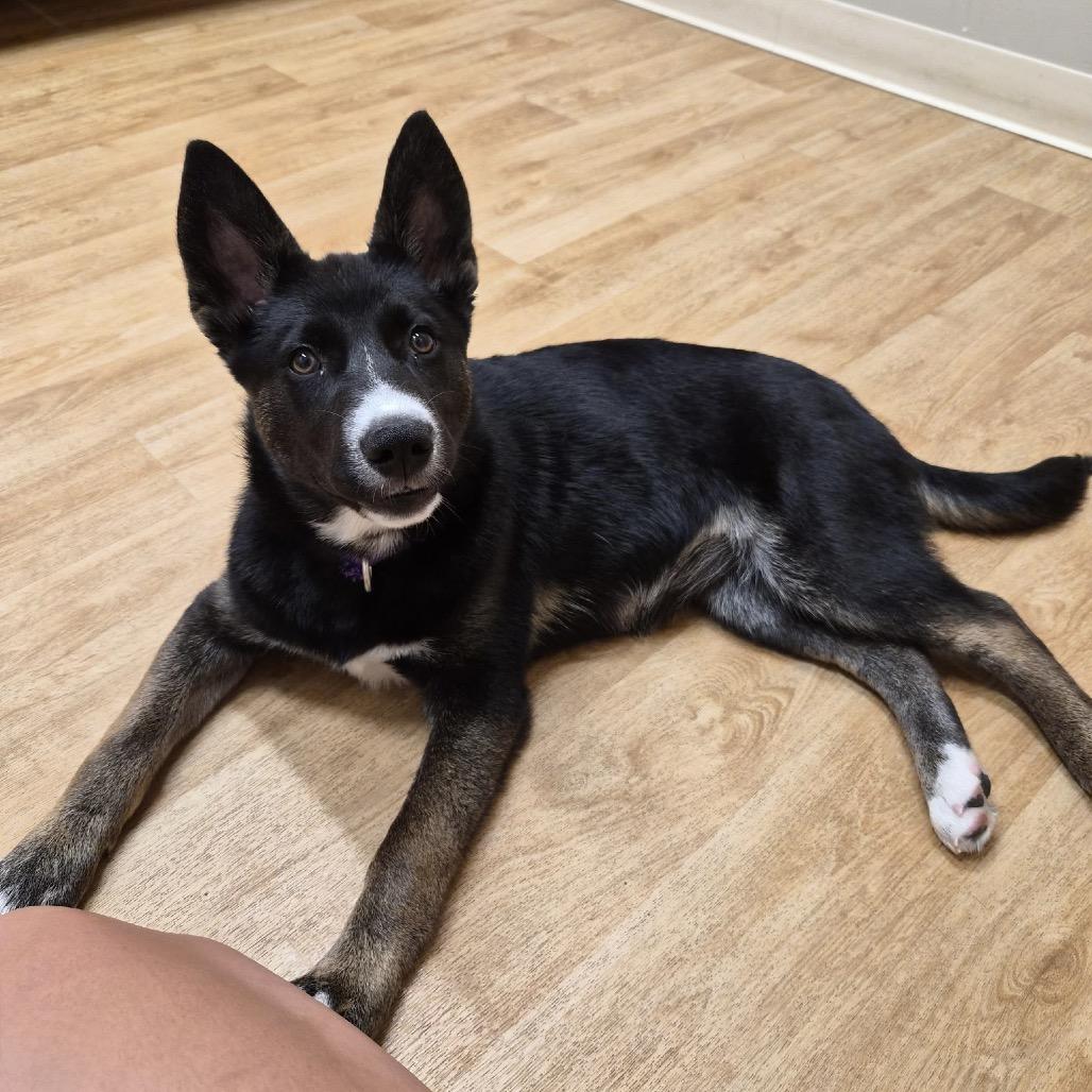 Love Bug, a Adoptable mixed breed in Woodstock, IL image 2/3