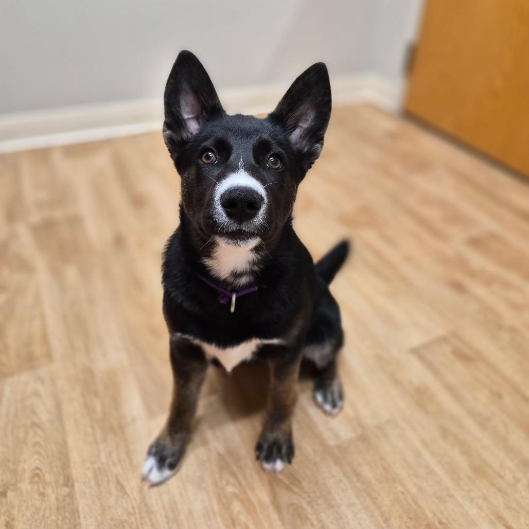 Love Bug, a Adoptable mixed breed in Woodstock, IL image 3/3