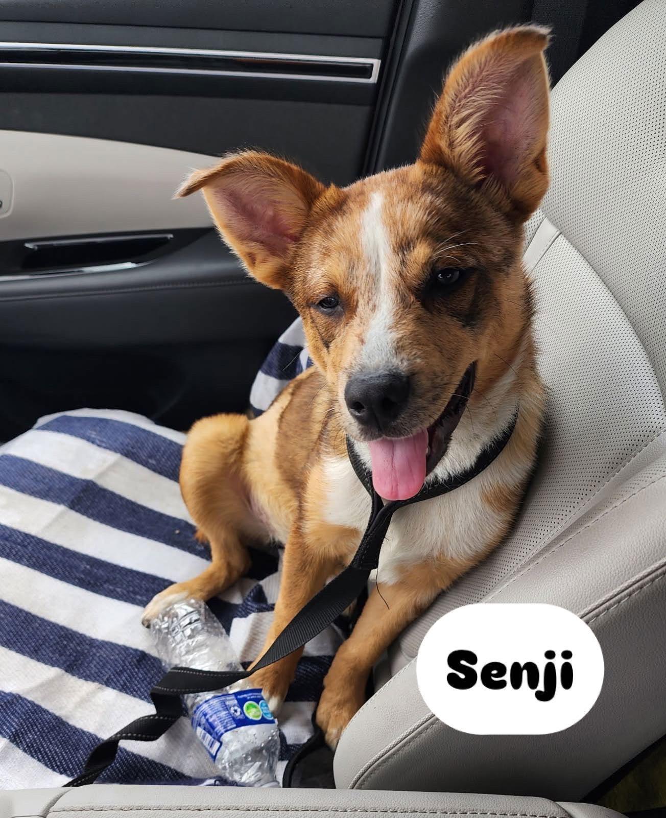 Senji, Adoptable, Young Female Australian Shepherd.