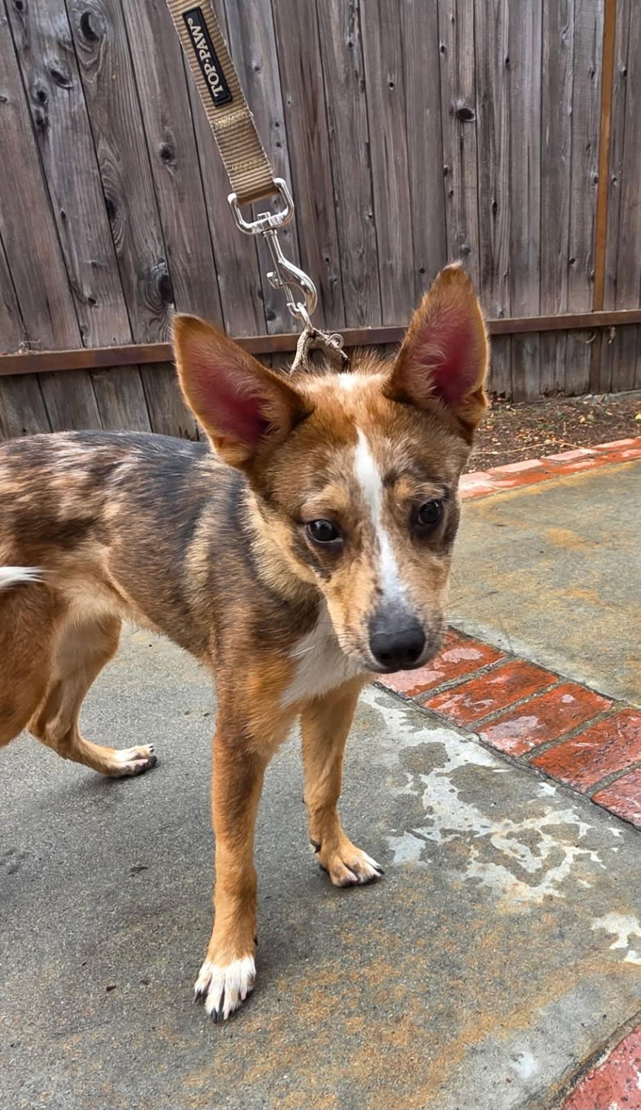Enlarge Senji, a Adoptable Australian Shepherd in Los Angeles, CA image 2/2