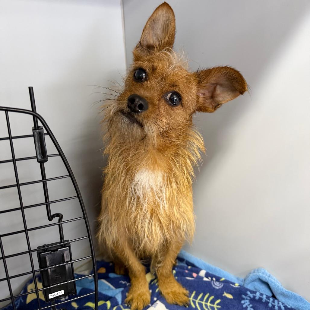 Enlarge Bruno, a Adoptable Chihuahua in West Chester, PA image 1/4