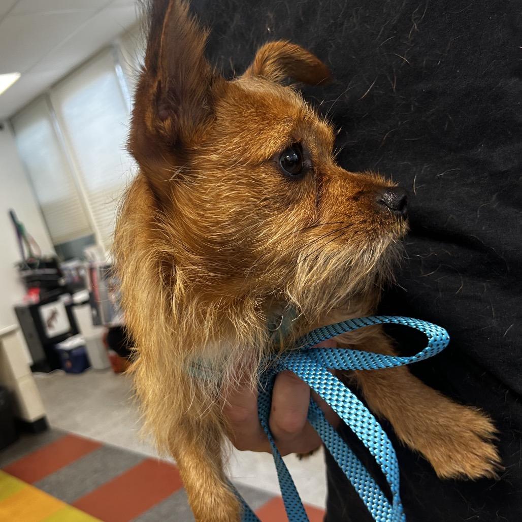 Enlarge Bruno, a Adoptable Chihuahua in West Chester, PA image 2/4