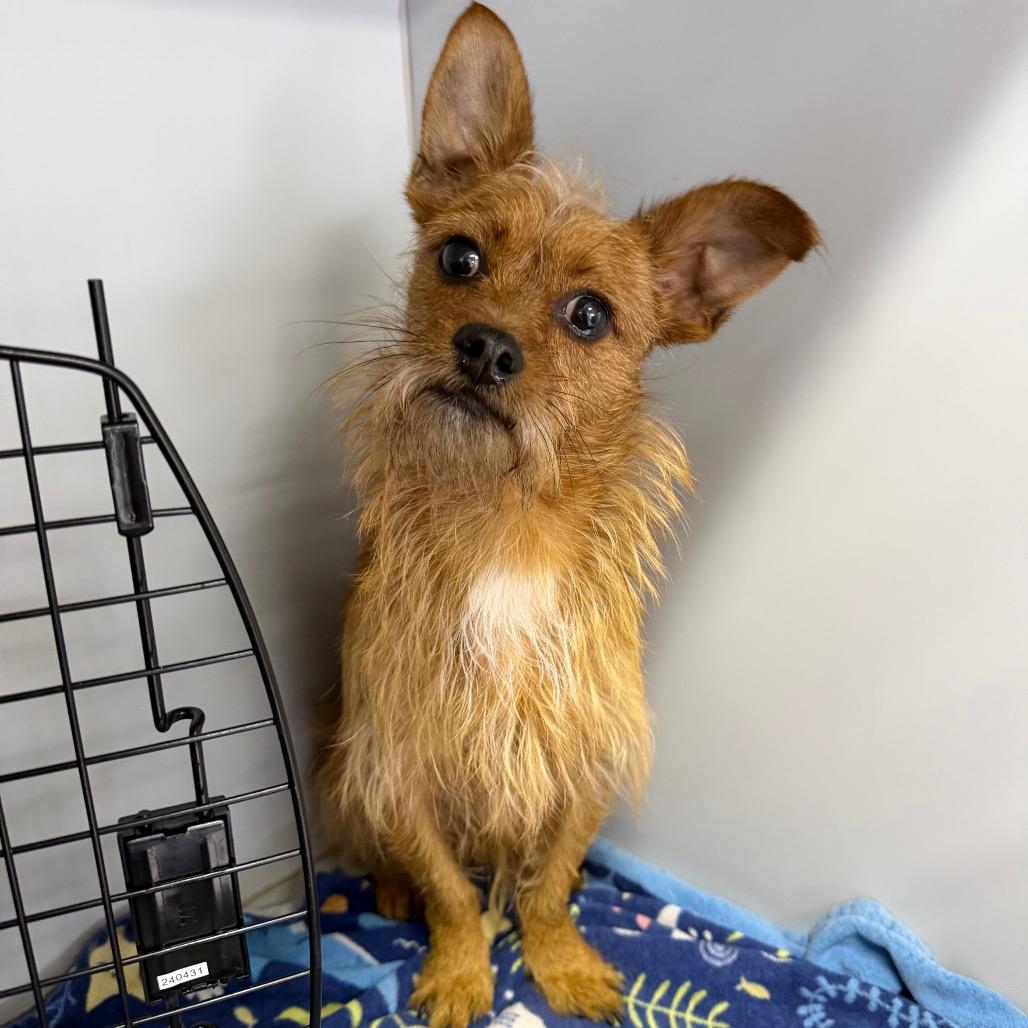 Enlarge Bruno, a Adoptable Chihuahua in West Chester, PA image 3/4
