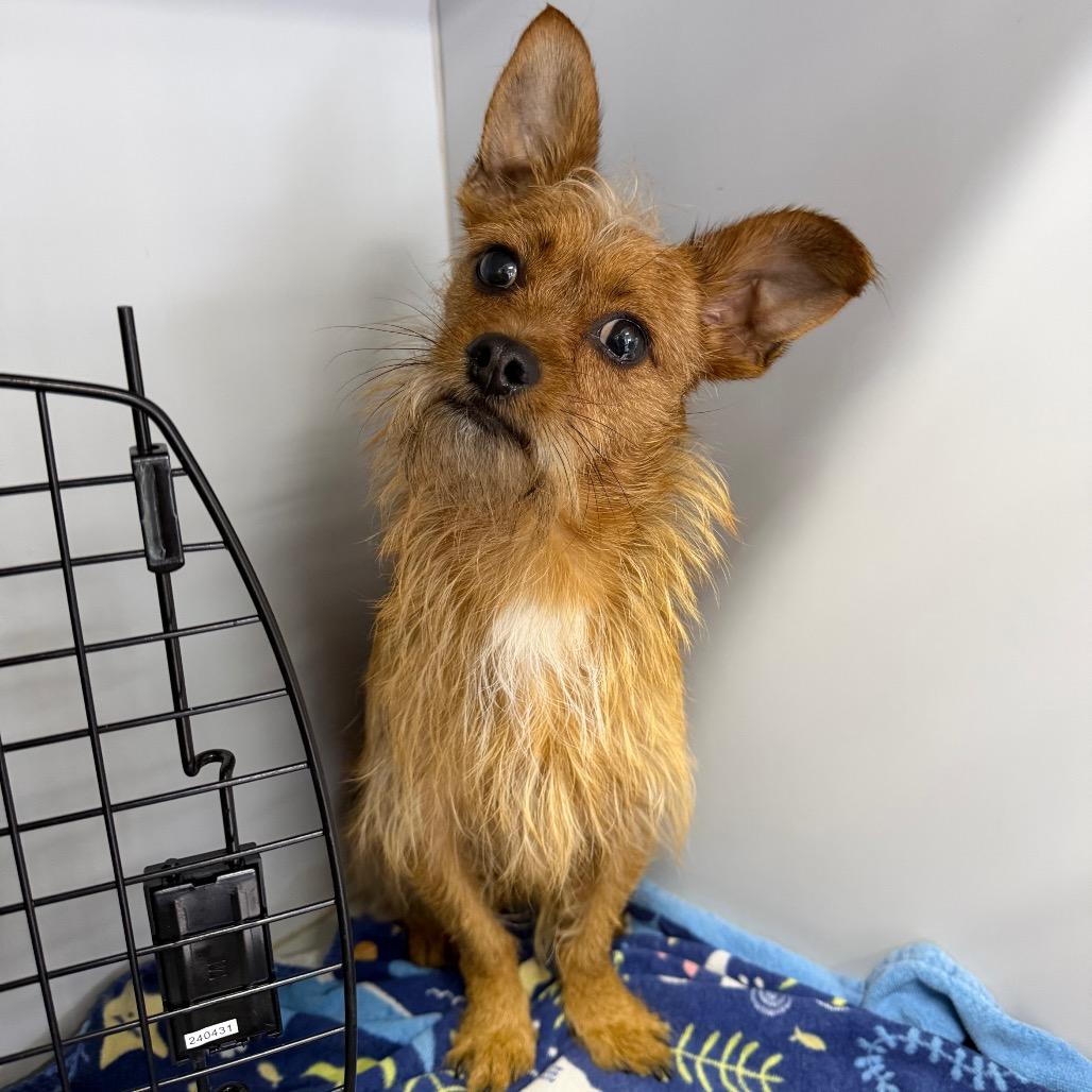 Enlarge Bruno, a Adoptable Chihuahua in West Chester, PA image 4/4