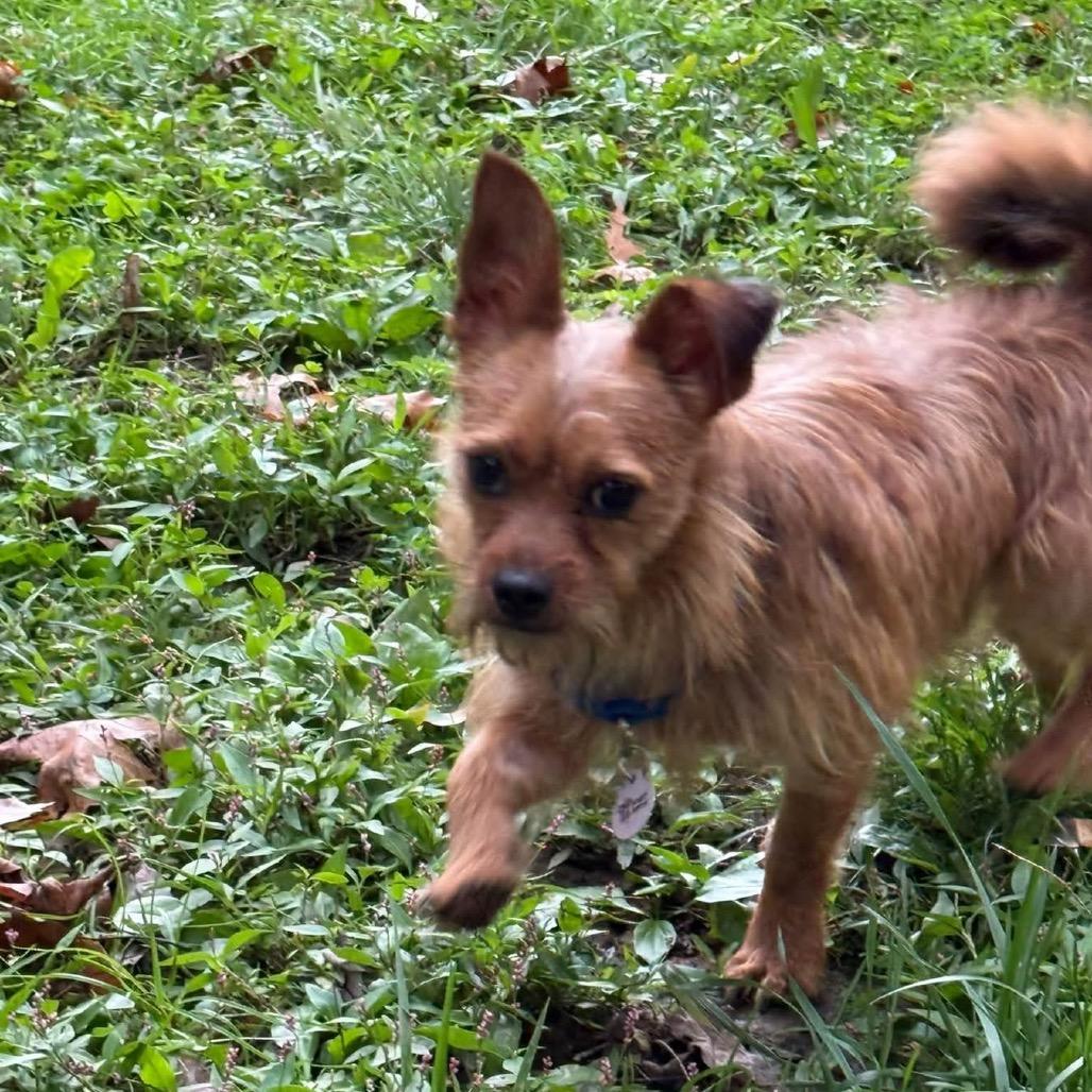 Enlarge Bruno, a Adoptable Chihuahua in West Chester, PA image 6/6