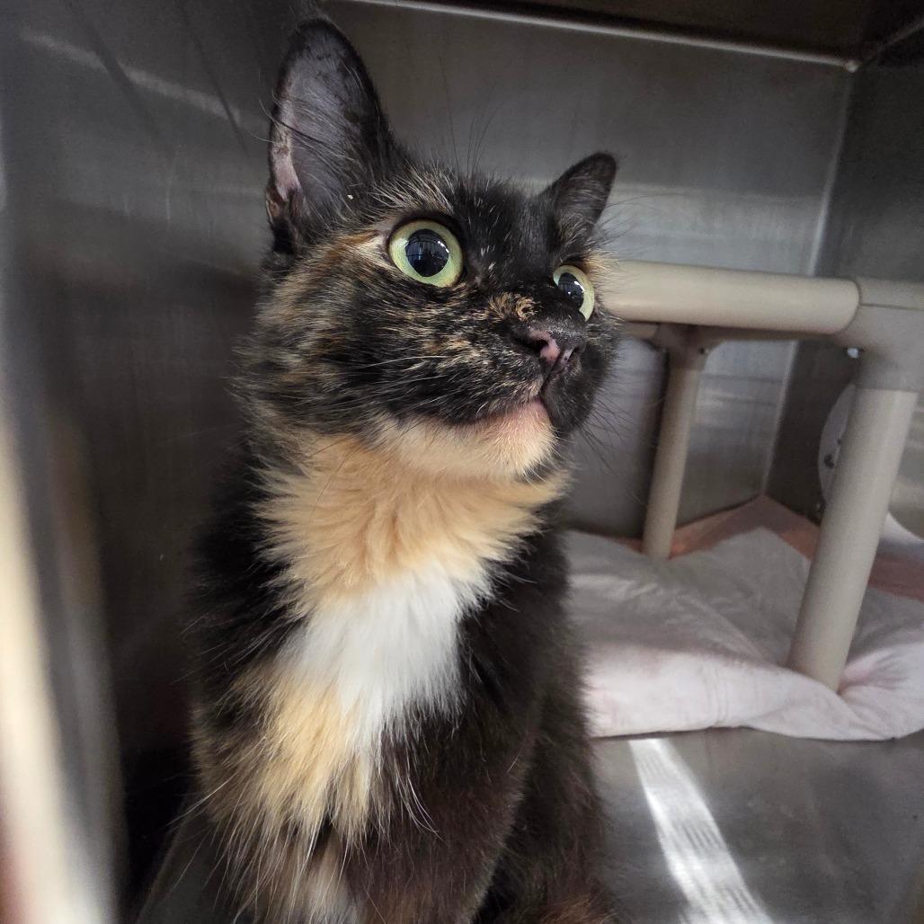 Estelle, Adoptable, Adult Female Domestic Long Hair.