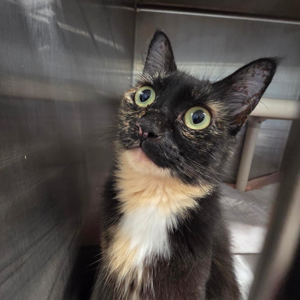 Enlarge Estelle, a Adoptable Domestic Long Hair in Sand Springs, OK image 2/3