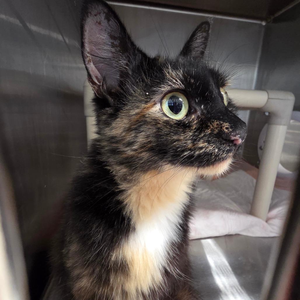 Enlarge Estelle, a Adoptable Domestic Long Hair in Sand Springs, OK image 3/3