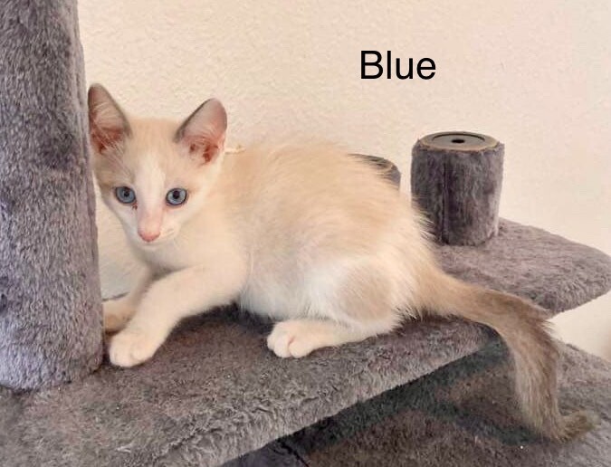Blue, Adopted, Kitten Male Siamese.