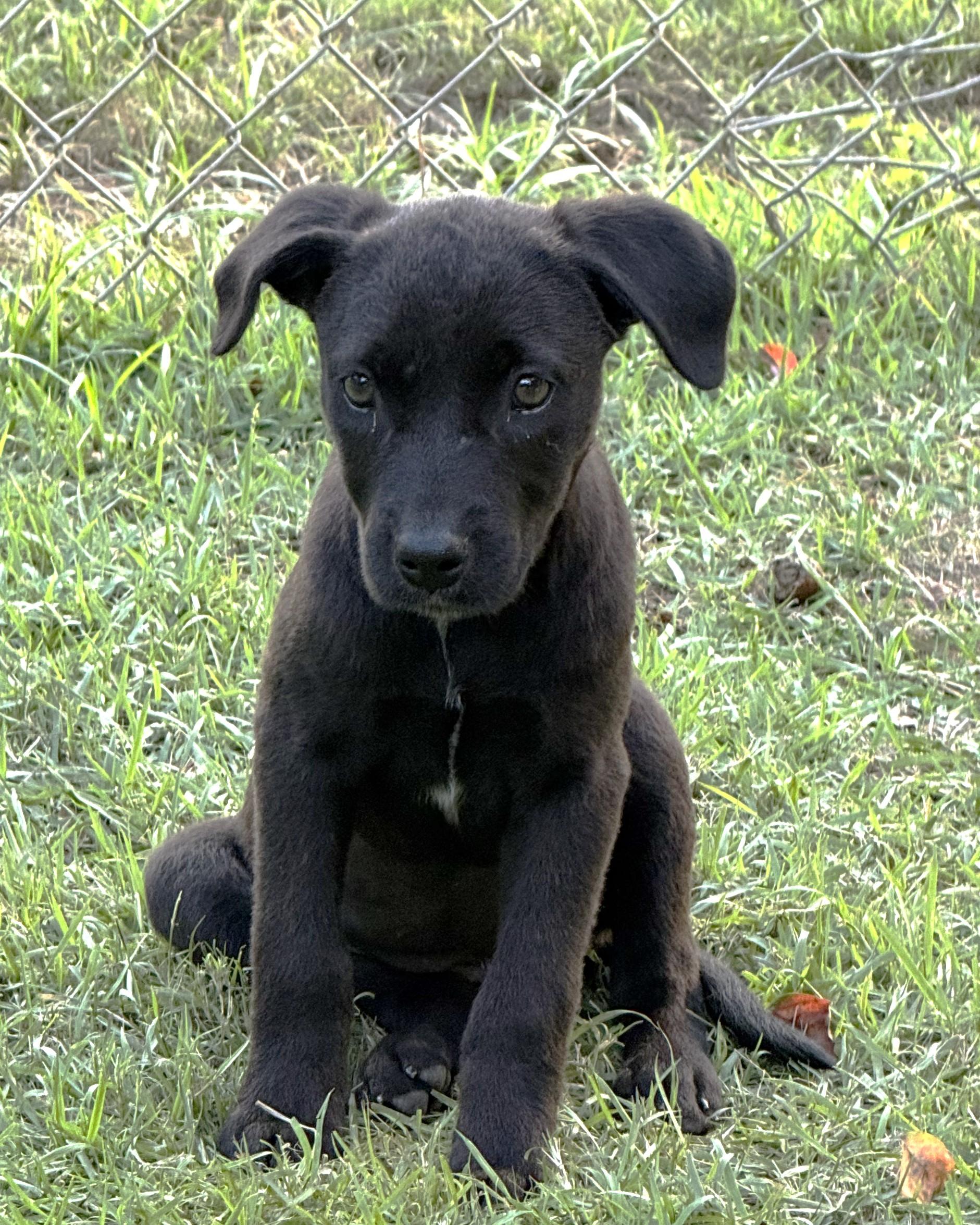 Tulip Lonestar, Adoptable, Puppy Female Labrador Retriever.