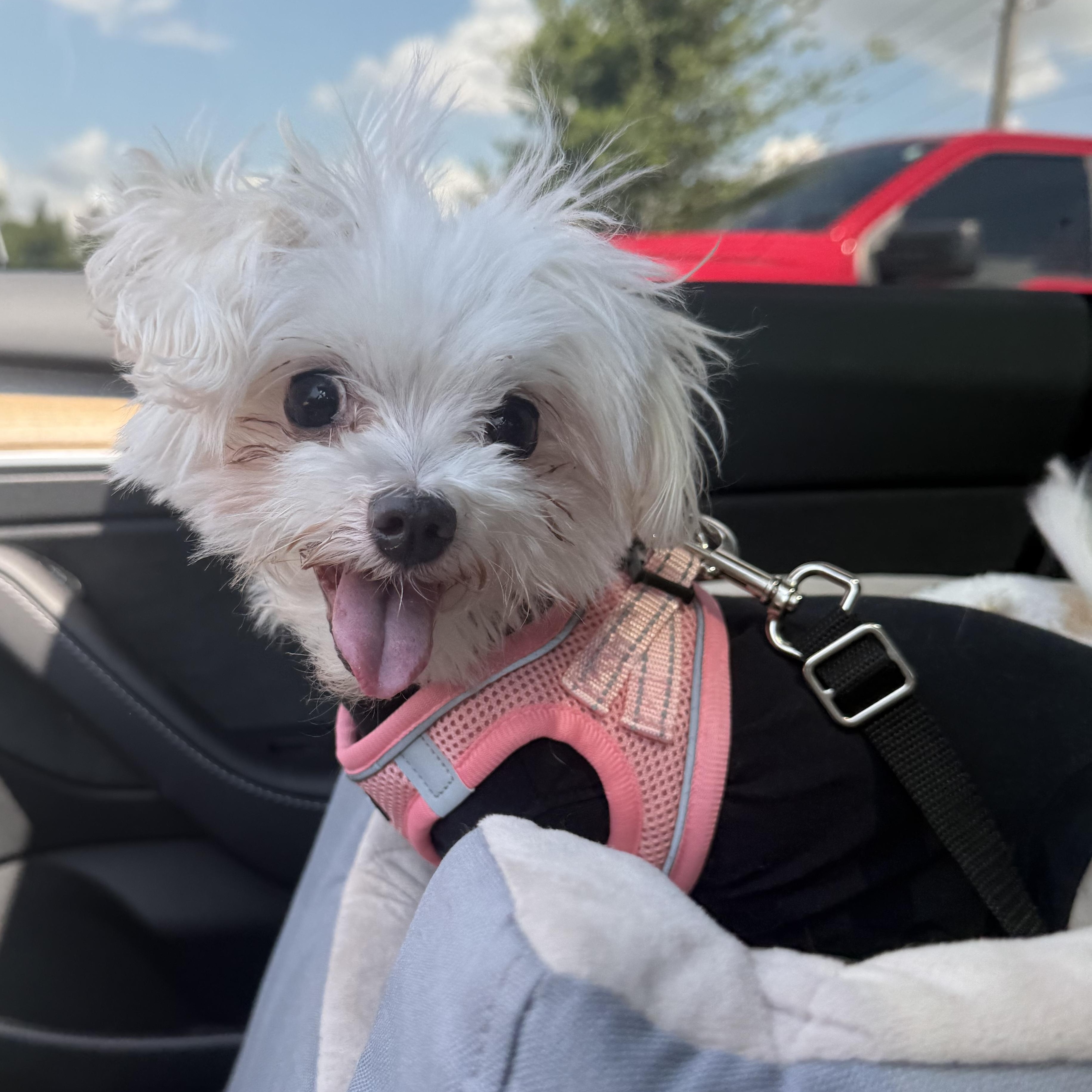 Martha, an adopted Maltese in Plant City, FL image 5/5
