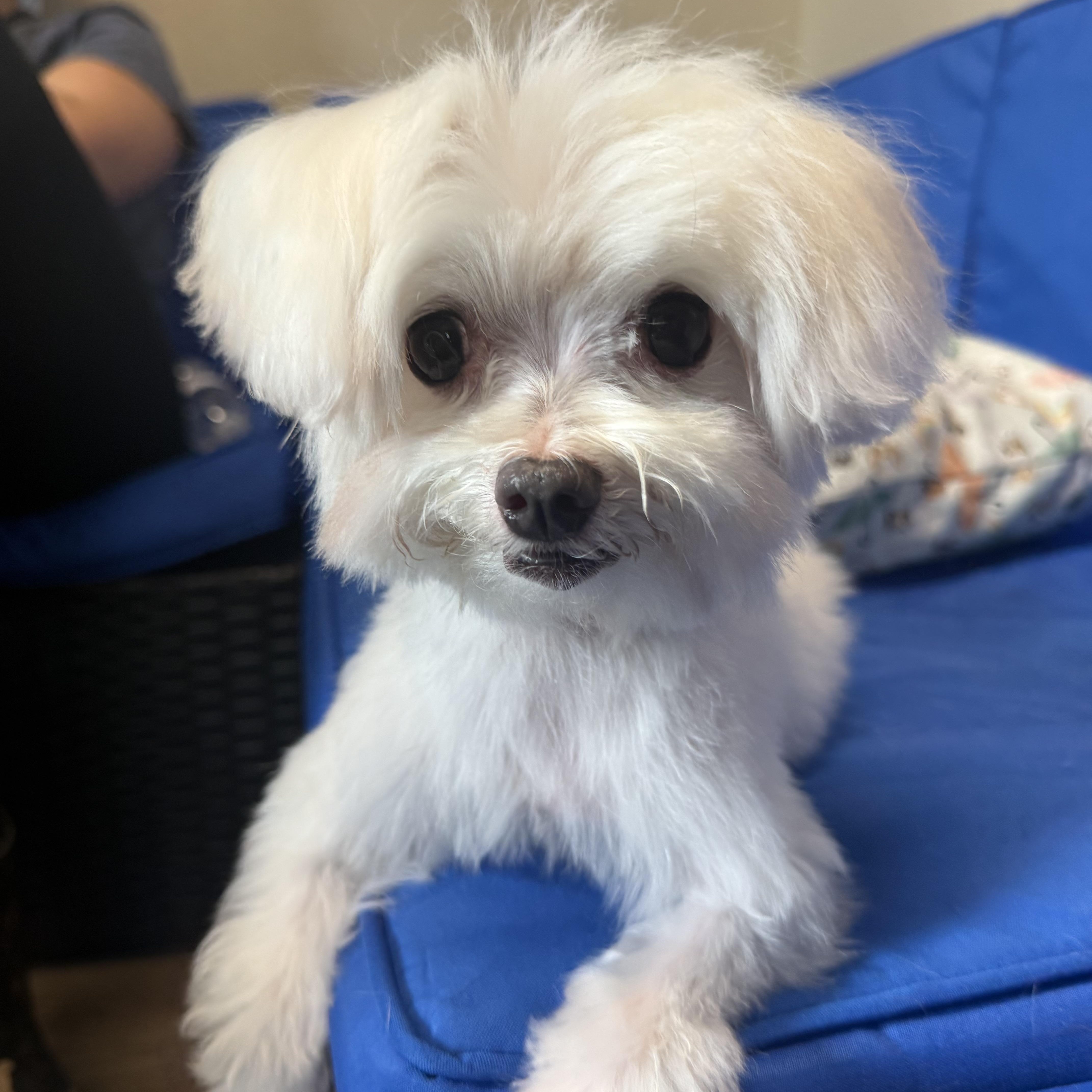 Martha, an adopted Maltese in Plant City, FL image 2/5