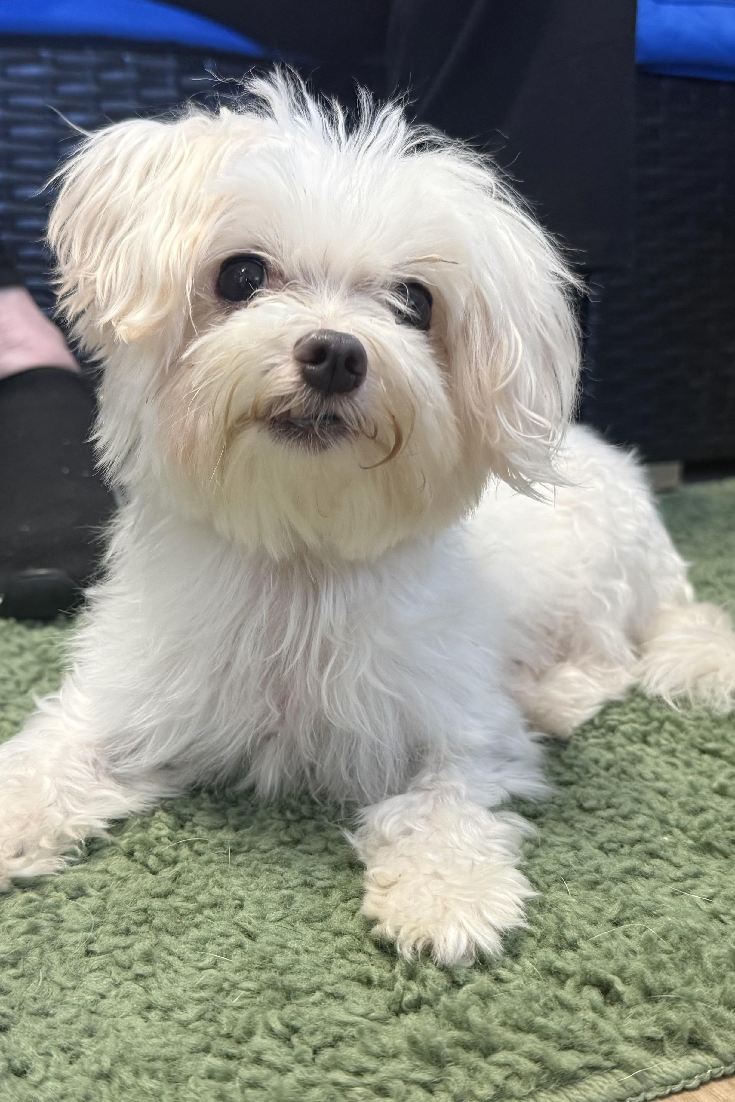 Martha, an adopted Maltese in Plant City, FL image 3/5