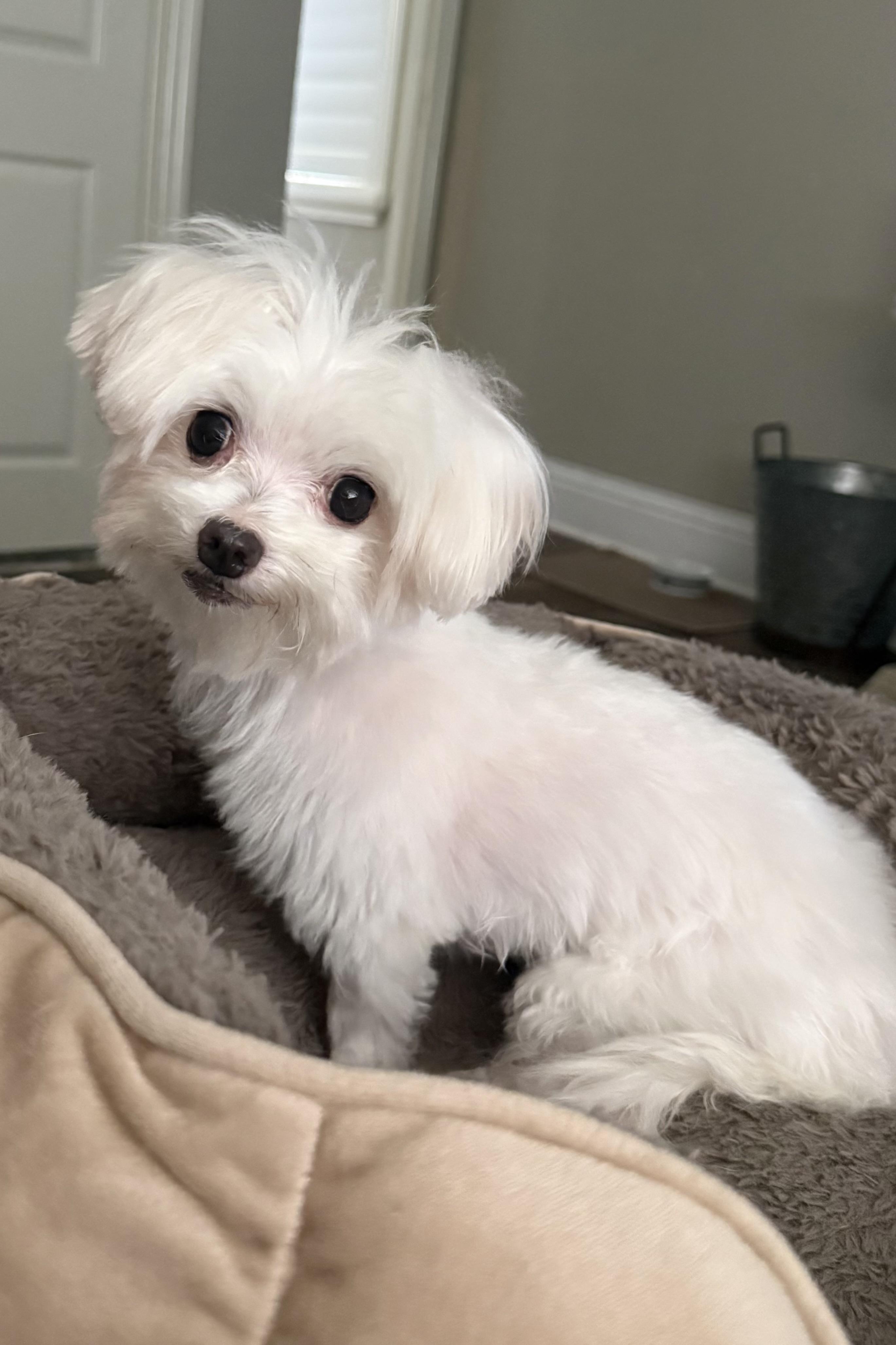 Martha, an adopted Maltese in Plant City, FL image 4/5