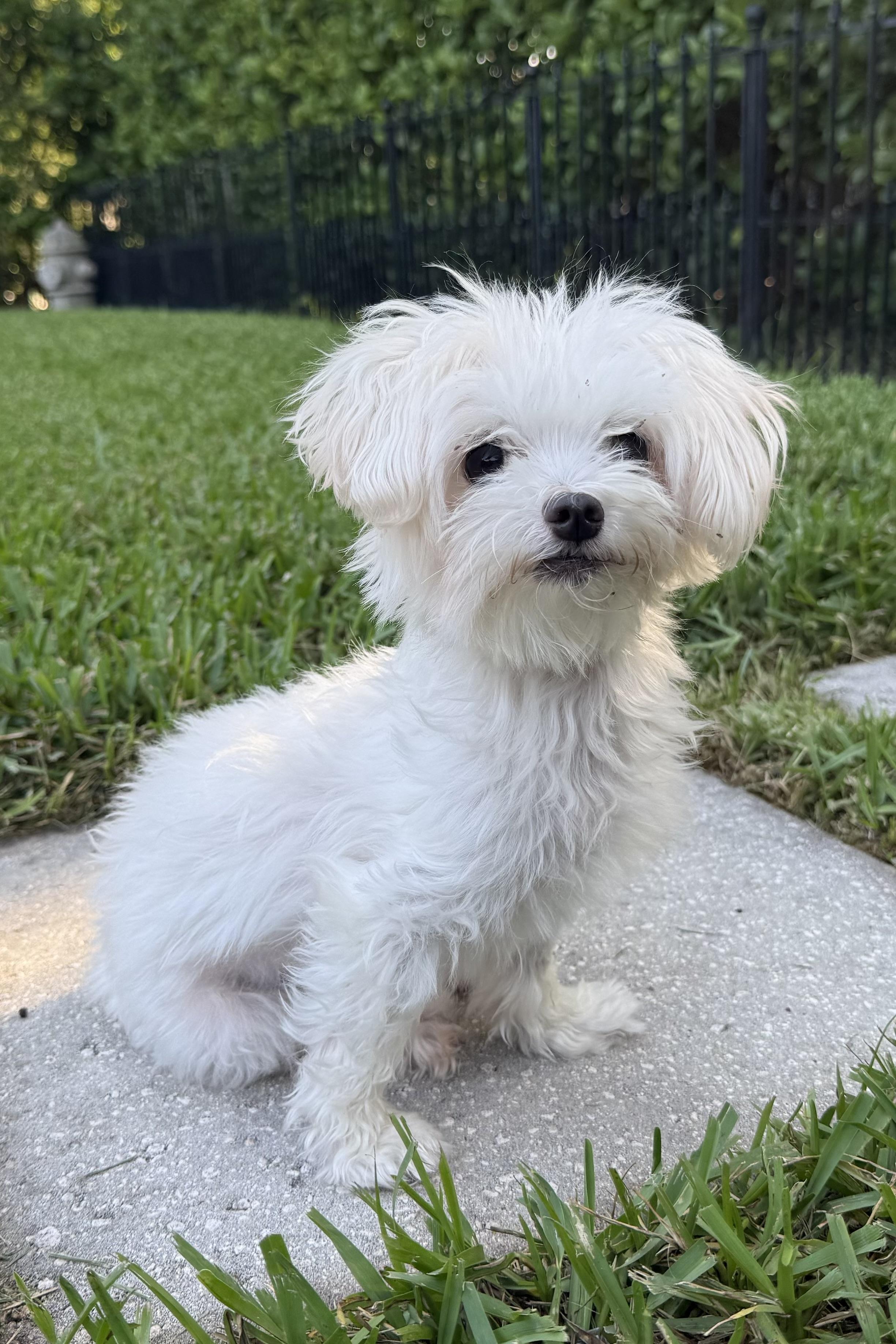 Martha, an adopted Maltese in Plant City, FL image 1/5
