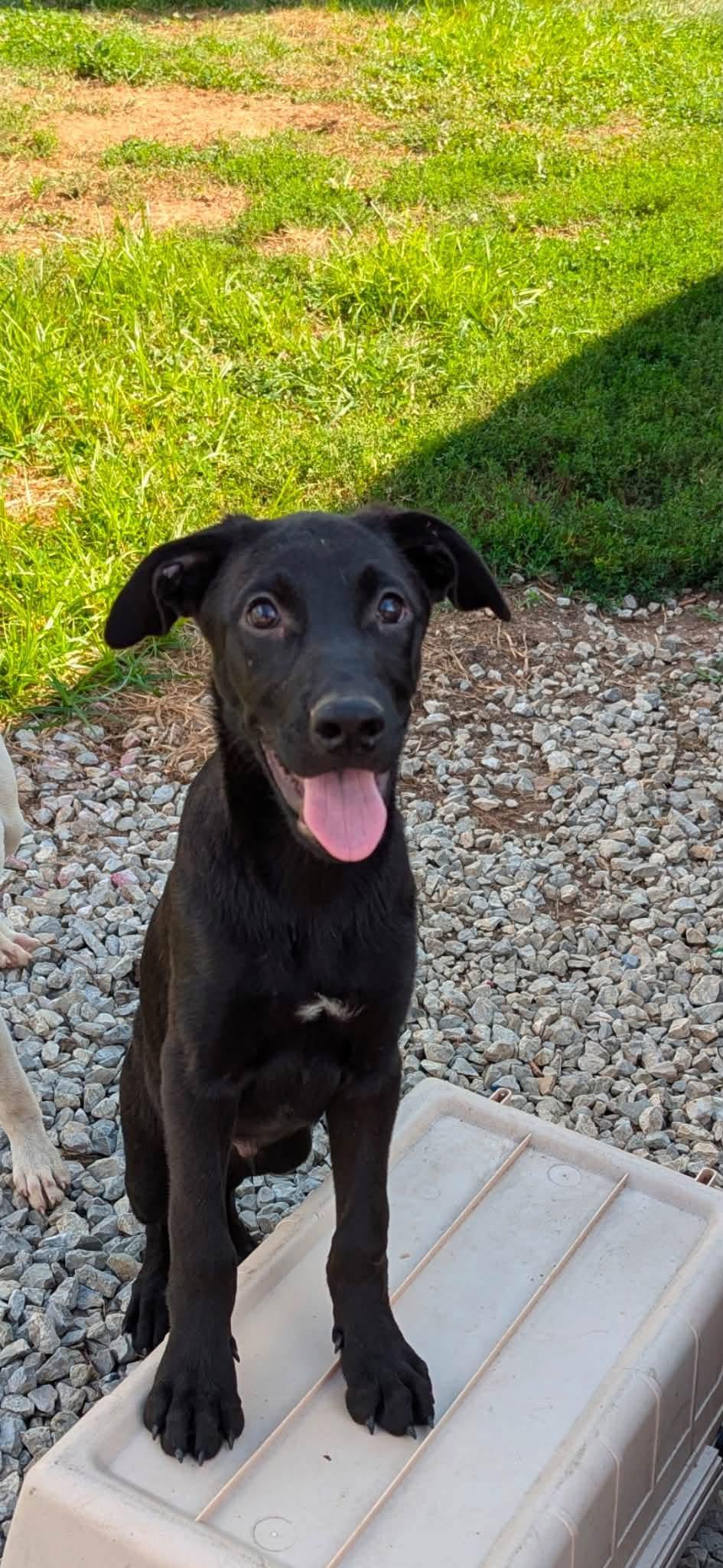 Huxley, Adopted, Puppy Male Labrador Retriever.