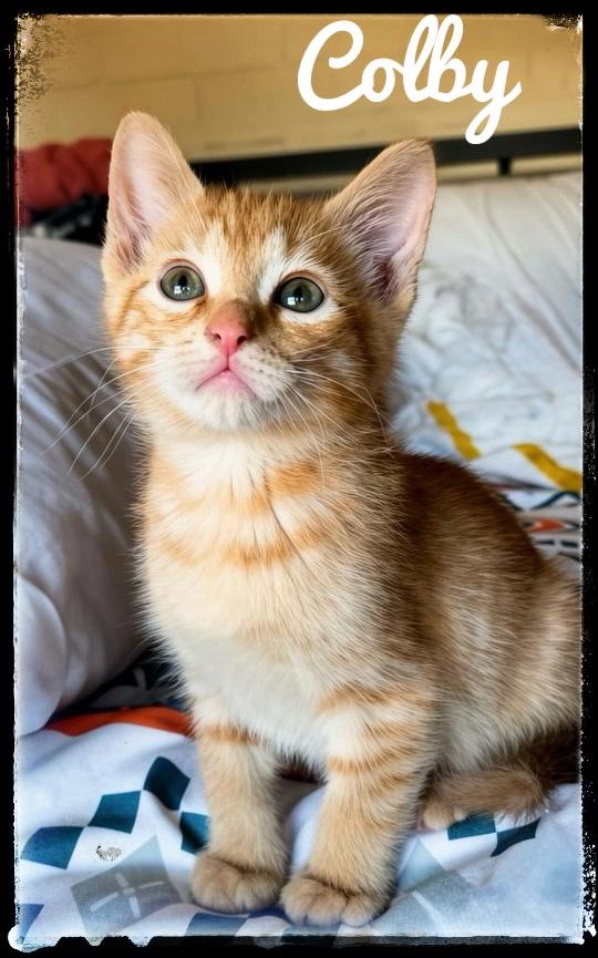 Colby, Adoptable, Kitten Male Domestic Short Hair.