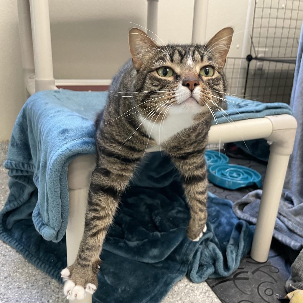 Mia, Adoptable, Adult Female Domestic Short Hair & Mixed Breed.