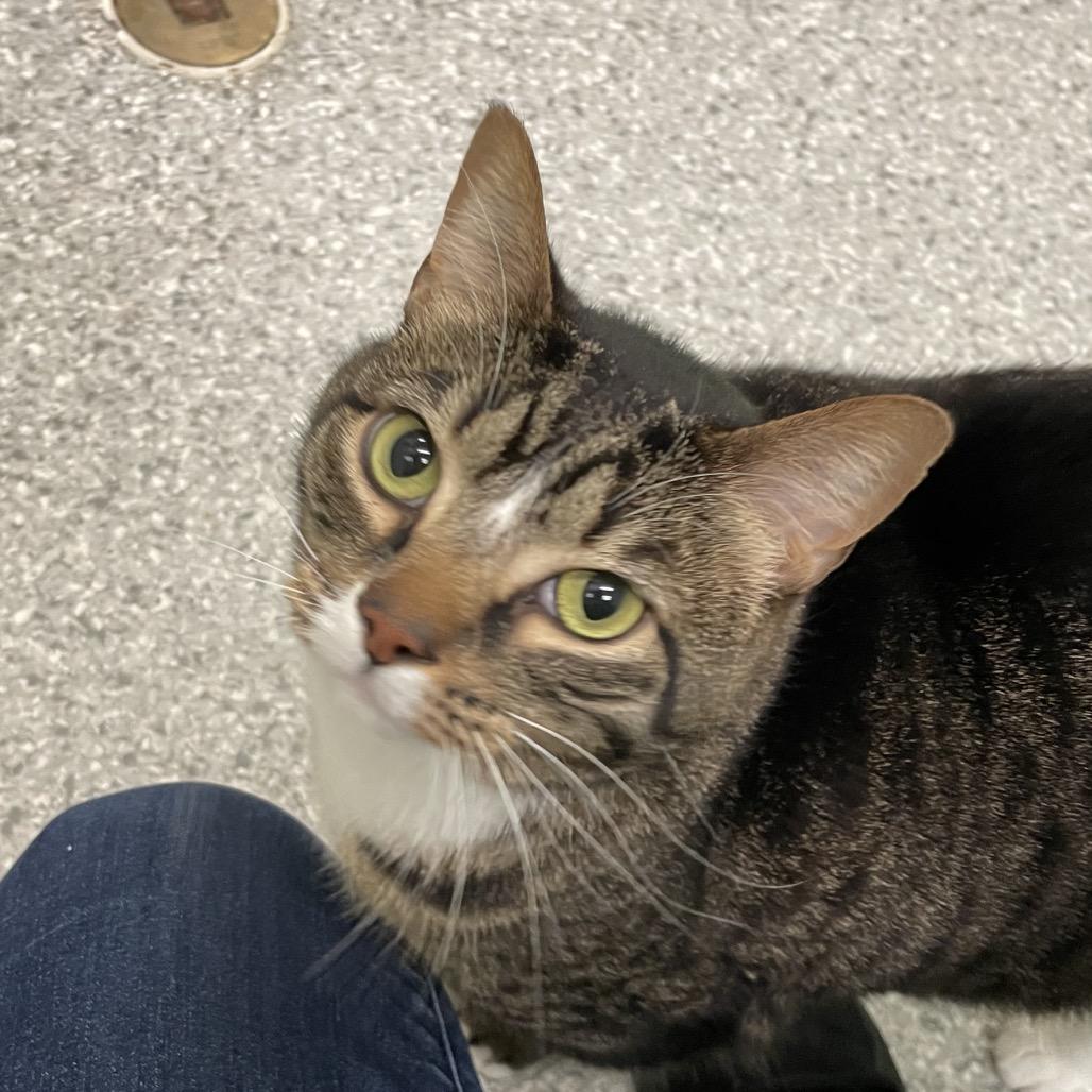 Mia, a Adoptable mixed breed in Enfield, NH image 2/6