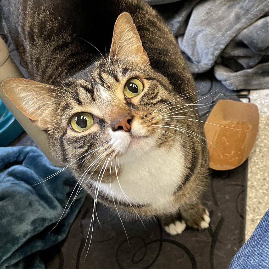 Mia, a Adoptable mixed breed in Enfield, NH image 4/6