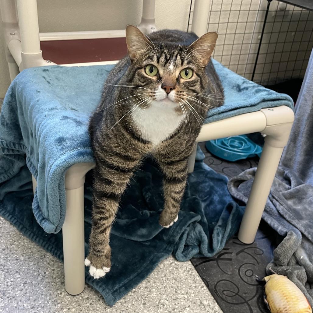 Mia, a Adoptable mixed breed in Enfield, NH image 5/6