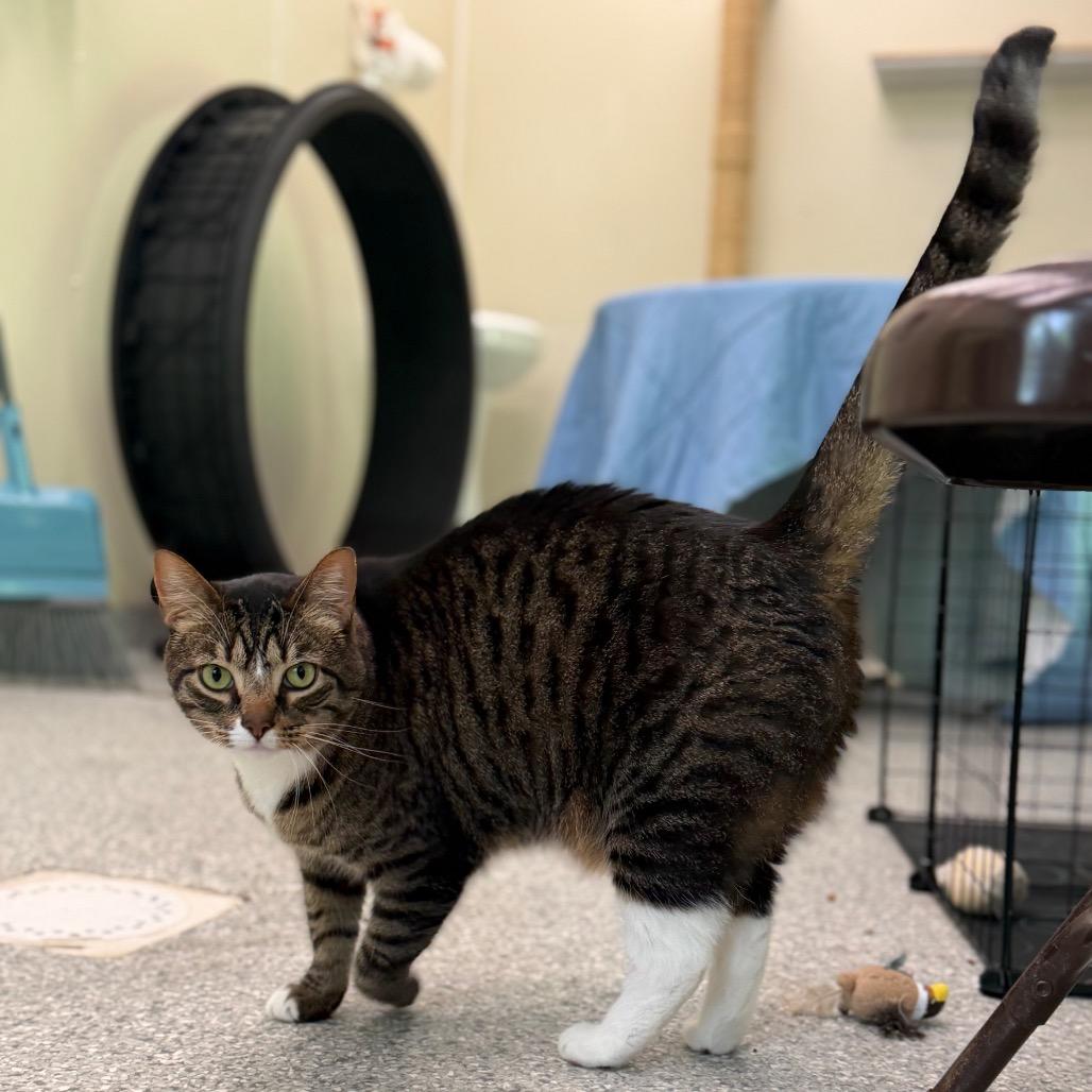 Mia, a Adoptable mixed breed in Enfield, NH image 6/6