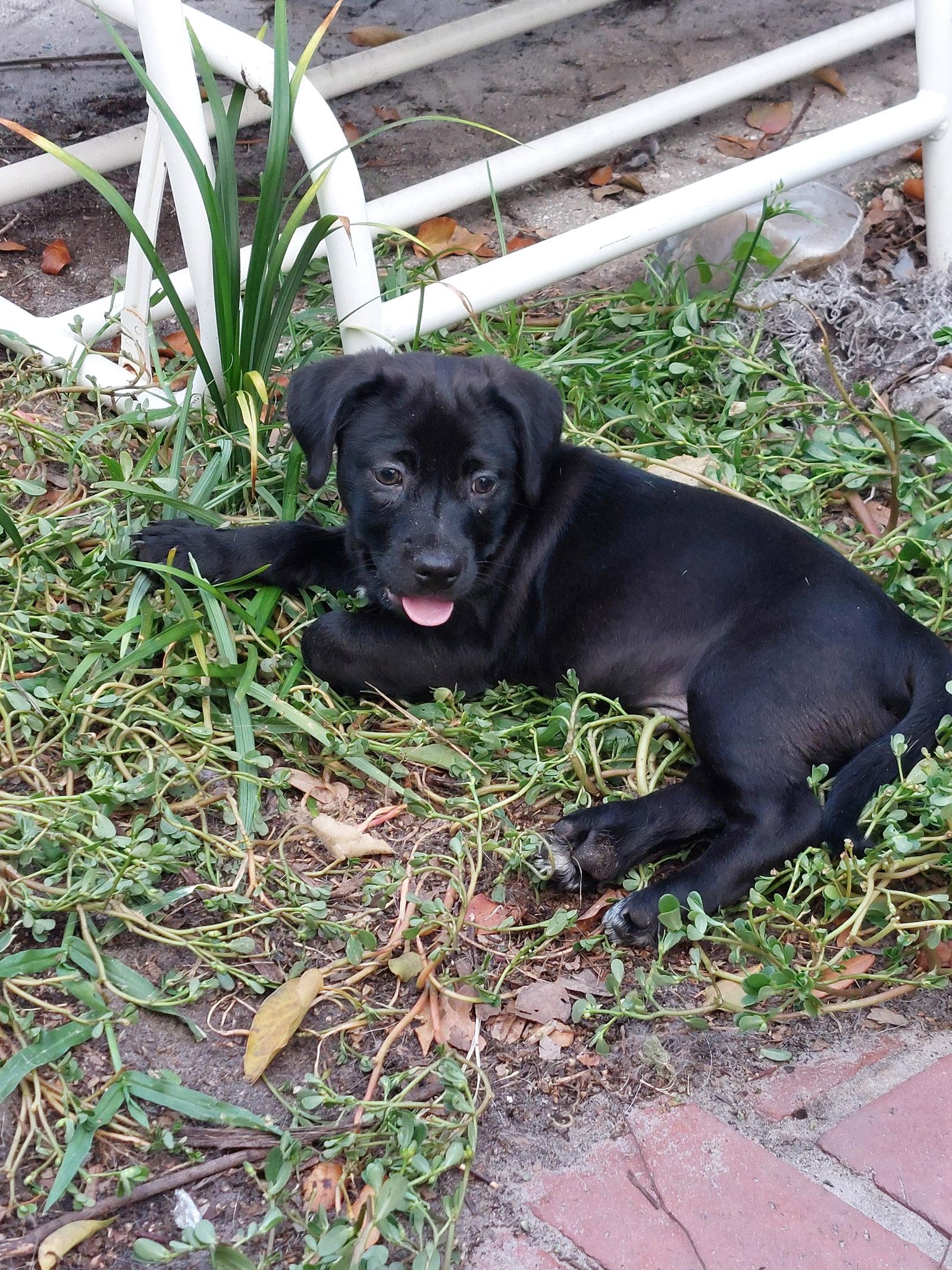 Enlarge Lincoln, a Adopted Labrador Retriever in Sanford, FL image 1/2