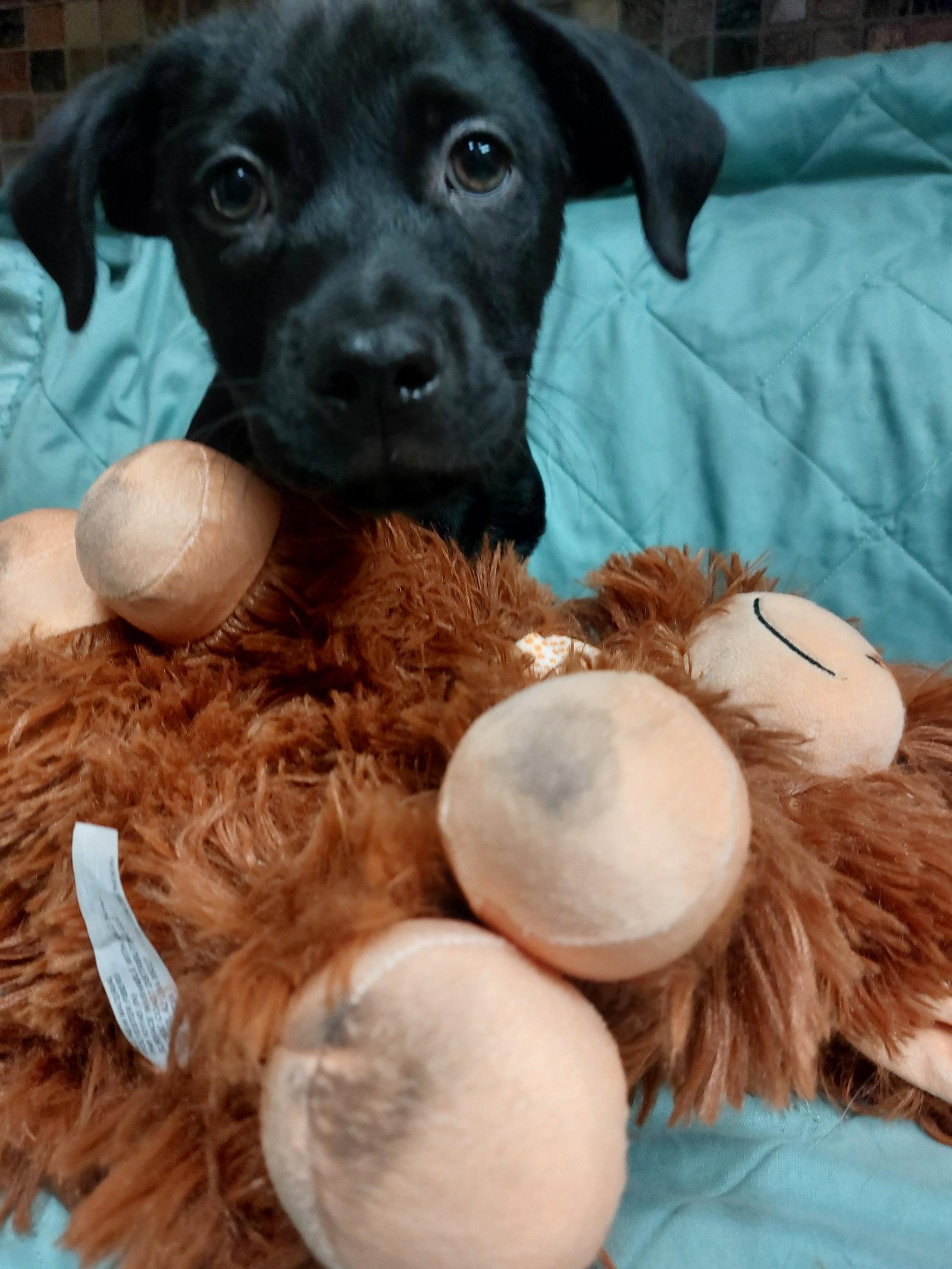 Enlarge Lincoln, a Adopted Labrador Retriever in Sanford, FL image 2/2