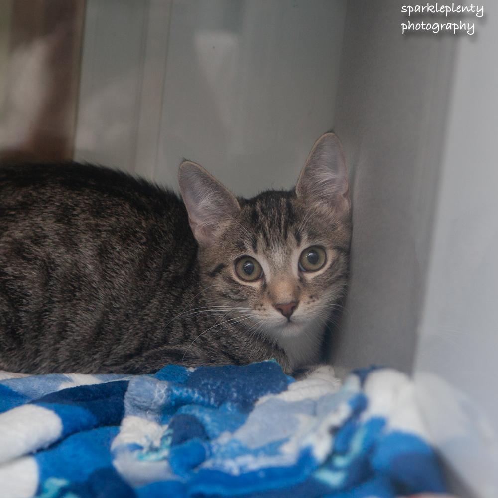Enlarge Fiddle, an adoptable Domestic Short Hair in Ridgefield, CT image 2/3