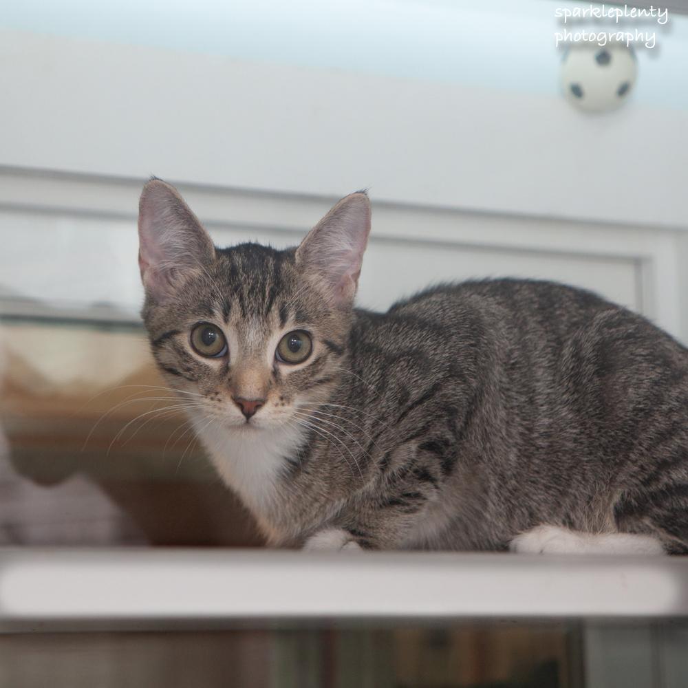 Enlarge Fiddle, an adoptable Domestic Short Hair in Ridgefield, CT image 1/3