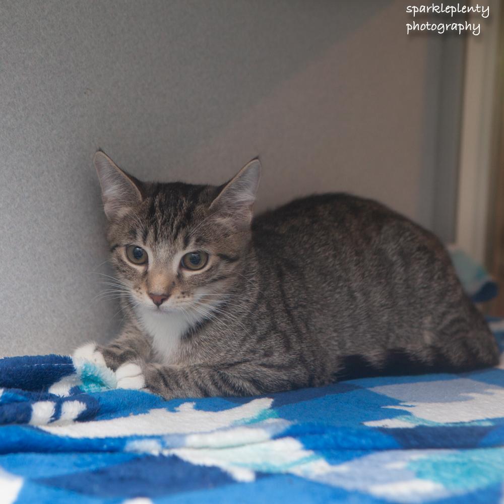 Enlarge Fiddle, an adoptable Domestic Short Hair in Ridgefield, CT image 3/3