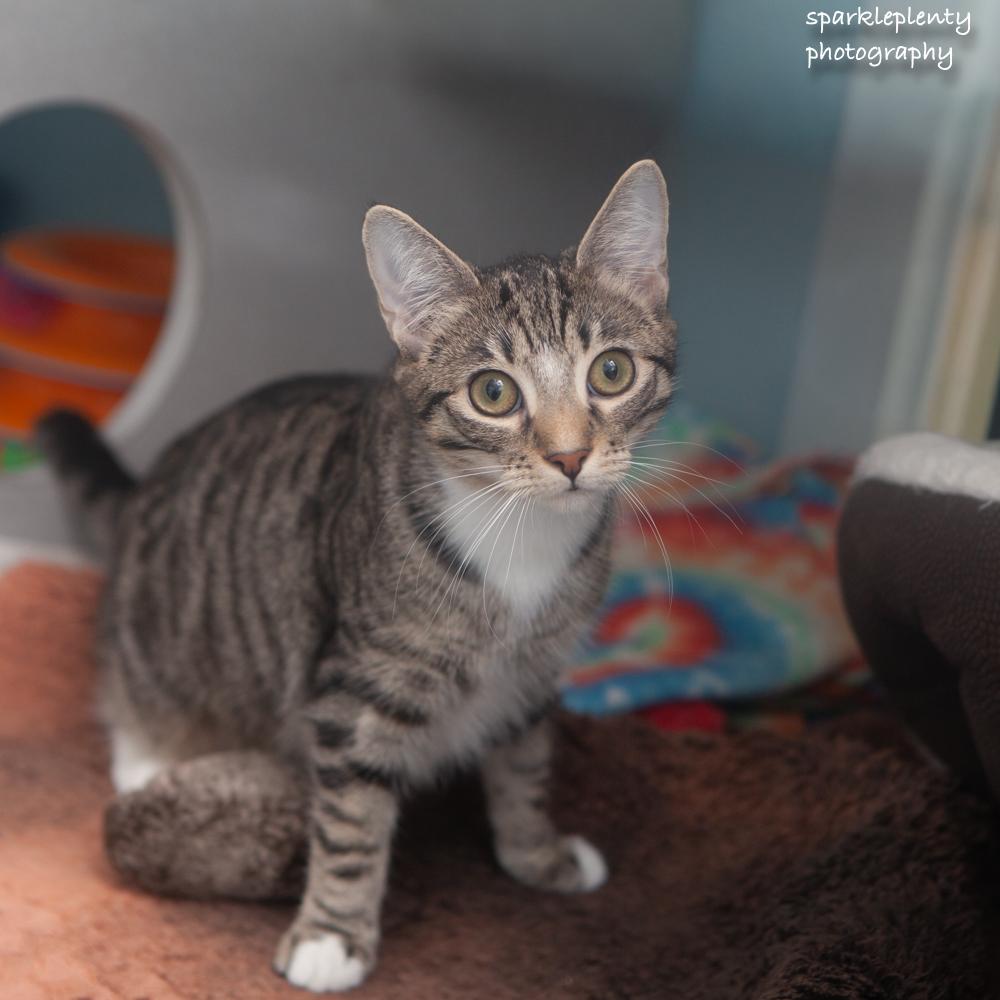 Enlarge Fiddle, a Adopted Domestic Short Hair in Ridgefield, CT image 2/6
