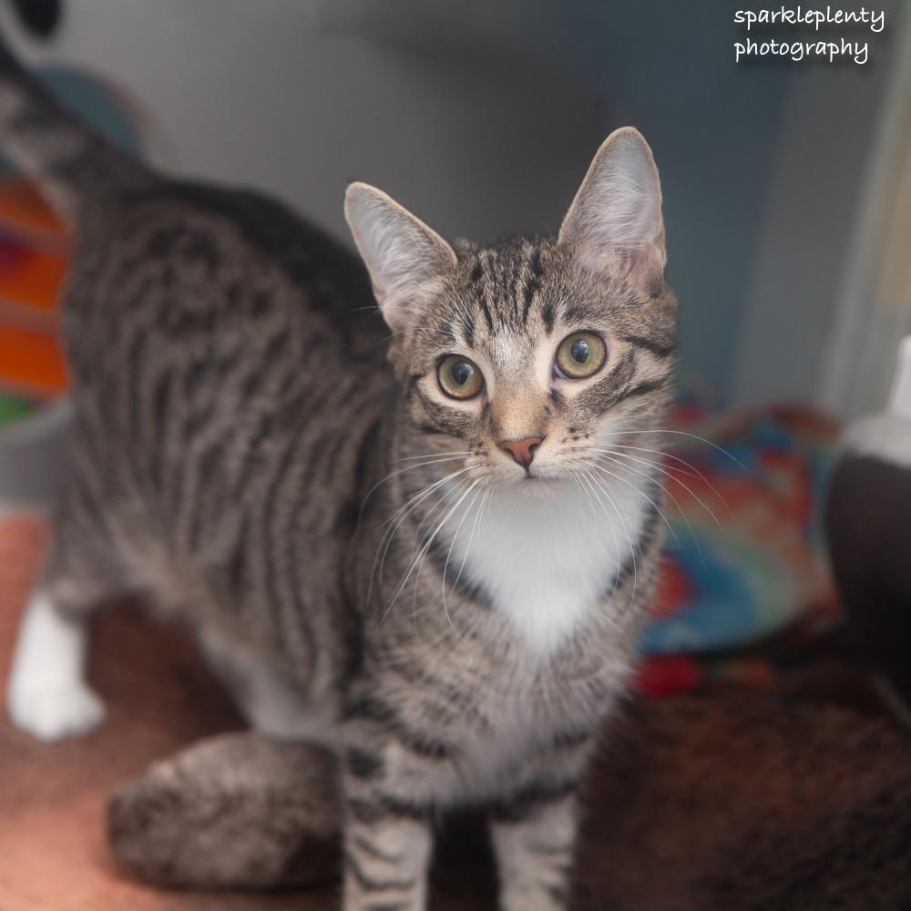 Enlarge Fiddle, a Adopted Domestic Short Hair in Ridgefield, CT image 1/6