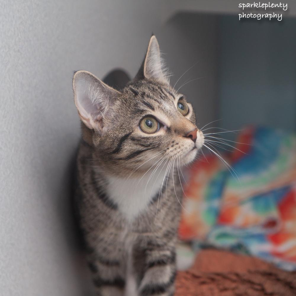 Enlarge Fiddle, a Adopted Domestic Short Hair in Ridgefield, CT image 3/6