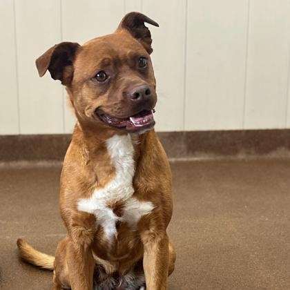 Annie, Adoptable, Adult Female Terrier.